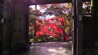 Jindaiji Temple in Chofu, Tokyo in Autumn - 紅葉の深大寺