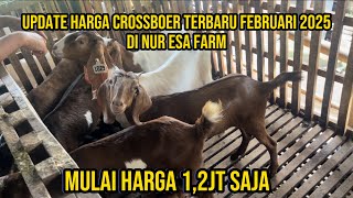 Harga terbaru di 2025 kambing crosboer mulai 1,2jt saja di Nur esa farm