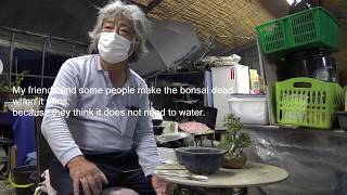 I asked the bonsai master had I better watering the Bonsai when it rains.