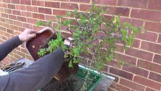 Blackthorn Bonsai Tree Unfinish