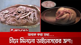 চীনে মিললো সাড়ে ৬ কোটি বছর আগের ডাইনোসরের ভ্রূণ, অবাক করা তথ্য! | Dinosaur