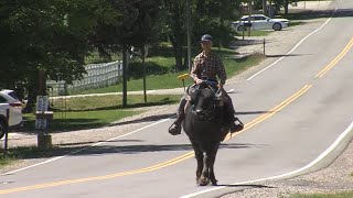 Mendon, Utah couple turning heads by training water buffalo