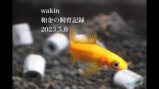 【和金の飼育記録】2023 5 6