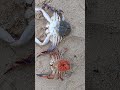 பலமில்லியன் நண்டு முட்டை shorts egg crab sea seafood. jaffna siva vlog trending fishing food