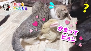 【猫とウサギ？】甘えるミミちゃんに困惑する猫達 ฅ^•ω•^ฅ [Cats and rabbits?] Cats are bewildered by Mimi's pampering.