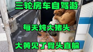 大叔开电动三轮房车穷游 露营地每天炖猪头 大黄狗见了骨头直躲