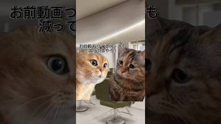 アニ髪美容師になったやつの現実。#猫ミーム #ミーム