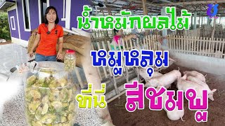 การทำน้ำหมักผลไม้ (มะกรูด) สำหรับ ฟาร์ม หมูหลุม ที่นี่สีชมพู | ช่องทางพารวย