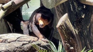 ひなたぼっこのキョウコさん【2023年6月13日】【上野動物園】マレーグマ