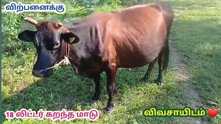 ஒரே இடத்தில் மாடும் கன்றும் விற்பனைக்கு..