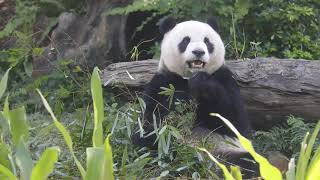 20201107 圓仔吃竹第二輪 聞聲立馬回家門(早餐下) Giant Panda Yuan Zai