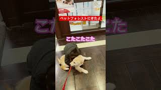 コタロー、お姉ちゃんと #ハグ　#ゴールデンレトリバー  #子犬  #いぬのいる生活  #犬と子供