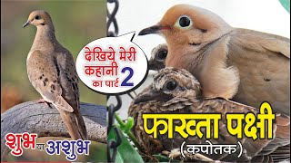 Fakta bird part 2 🐥🐦 | फाखता के बारे में जानकारी | kapotak pakshi ka ghar mein ghosla banana