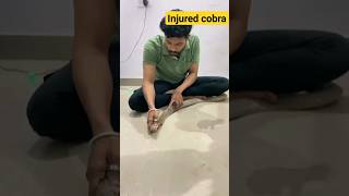 treating injured messive cobra #spectacledcobra #kingcobra #cobra #ytshorts #viral #kingcobrasnake