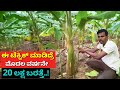 ಈ ಟೆಕ್ನಿಕ್ ಮಾಡಿದ್ರೆ | Banana farming in Karnataka | modern agriculture methods Kannada yelakki bale