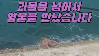 대왕문어를 만났습니다 오륙도 일자방파제  전갱이 삼치 카드메탈채비 낚시  ep. 괴물을 넘어서 영물