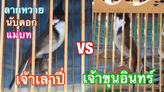 นกกรงหัวจุก เจ้าขุนอินทร์ VS เจ้าเล่าปี่ เสียงร้องเล่นลักเบิ้ล ลากหวาย นับดอก แม่บท ฝึกนก Ep.293