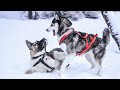 siberian husky howling sounds to make your dog howl