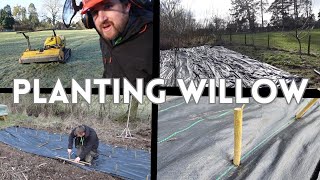 Planting A Basket Willow Bed - Growing Willow Pollards