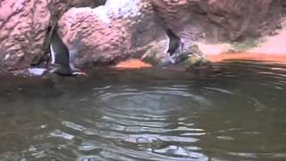 Inca tern water take off