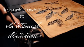 From ink drawing to an old botanical illustration / Peaceful Things to Do / ITA RUS sub