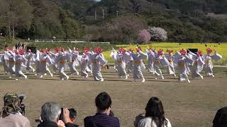 天空しなと屋吉長　午後の部　菜の花よさこい2022