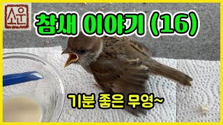 소운의 '참새' 이야기 16 - 기분 좋은 무영이~~