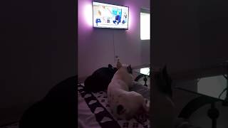 French Bulldog Watching some TV