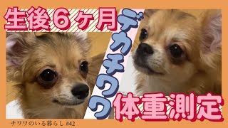 【チワワの体重】生後６ヶ月子犬デカチワワの体重測定【チワワのいる暮らし #42】