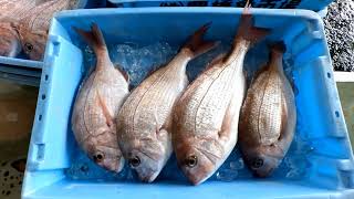 豊橋魚市場　おさかなセンター ４