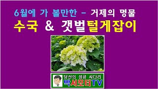 6월에 가 볼만한 곳- 거제 수국 \u0026 갯벌 털게잡이