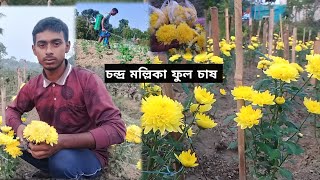 স্বল্প খরচে অধিক ফুল উৎপন্ন পদ্ধতি || চন্দ্র মল্লিকা ফুল চাষ ও বাজারজাত  করন || জুয়েল রানা