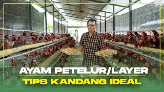 Tips Kandang Ayam Petelur yang Ideal