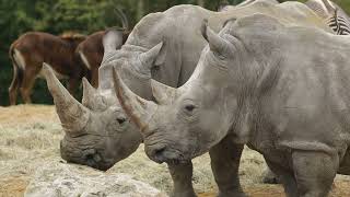 La Savane Africaine de Beauval