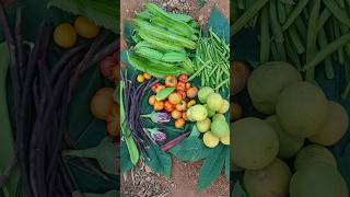 ஊதா நிற காராமணி கொஞ்சம் கிடைத்ததுங்க #tomato #food #garden #festiveseasonwithorganicharvest #nature