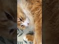 おじいちゃんがインフルエンザになったの🙀＃猫好き＃保護猫＃豚舎で生まれた猫＃茶トラ長毛＃キジトラ＃黒白長毛