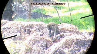 berburu !! tembak jitu ketika monyet perusak tanaman \\\\masuk pemukiman