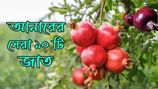 আনারের সেরা ১০ টি জাত । আনারের ‍সেরা জাত । ভালো জাতের আনার। টবে চাষ উপযোগী আনারের জাত । @RoufAgro