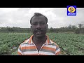 organic cauliflower cultivation ಸಾವಯವ ಪದ್ಧತಿಯಲ್ಲಿ ಹೂಕೋಸು ಬೆಳೆ 18 12 20 krishi dd chandana