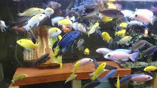 アフリカンシクリッド若魚120W水槽