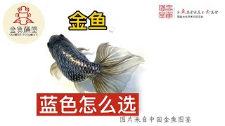 金鱼花色 第7集 - 金鱼蓝色怎么选