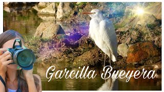 Garcilla Bueyera / Bubulcus ibis 🦢 avifauna salvaje NATURALEZA Fauna