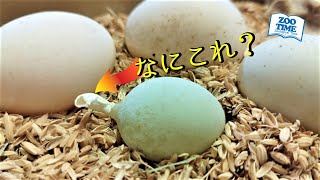 ★【鳥類飼育者必見】異常卵について知っておくべき7つの事例をプロが解説 （コールダック奇形卵）