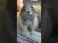 プレーリードッグ　2【prairie dog】