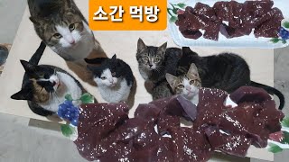 아기고양이 소간 먹방 (세상에 이런일이)