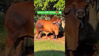 লালাডা নাকি সাদাডা গরু কে সেরা ❤️🤍🐄🐂#cow #animals #shorts #viralshorts #foryou #2024