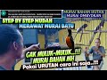 JANGAN MULUK-MULUK ‼️ PAKAI URUTAN CARA INI SAJA MERAWAT MURAI BATU BAHAN MUDA HUTAN