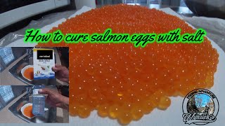 HOW TO CURE SALMON EGGS WITH SALT