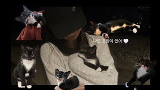 I 부부에게 입양된  E 고양이 🐈‍⬛🖤 / 첫소개 영상 / 3개월 아기 고양이 / 초보 집사 / 검은고양이 / 턱시도고양이 / 배트맨고양이 / 까미 / 고양이 / 집사