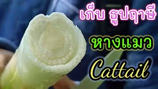 ไม่คิดว่าจะเจอ‼️ธูปฤาษีหรือหางแมว(cattail)ลองกินครั้งแรกอร่อยนะ/เจอดงผักwild water celery